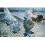 A pair of Bantam hens