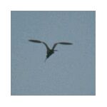 A Curlew in display flight