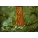 Green Finches like Peanuts