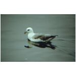 This Fulmar was just near the boat when I was deep sea fishing off the West coast of Eire, it was totally flat calm!