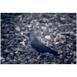 This Jackdaw was picking up titbits we threw it from the van at work