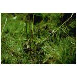 Two Lapwing chicks on the North Yoks Moors