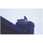 This Eagle Owl appeared on the roofs just across the street!