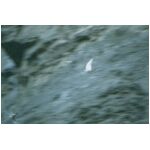 Very poor picture I know, but I these two were Peregrine Falcon, there flew along the cliff face at Saltburn and the nesting Fulmar went wild