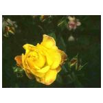 A Yellow rose