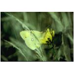 A Clouded Yellow butterfly