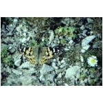 A Painted lady butterfly - 100kb