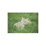 I nearly stood on this deer fawn during a guided walk in Fountains Abbey deer park