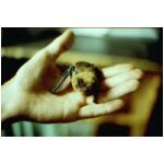 Young Noctule in Nick's hand