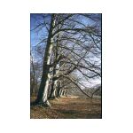 Autumn trees in Hampshire