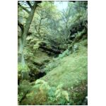 A Pretty glen at approximate GBOS Grid NU 126 098 next to the B6341 near Edlingham South West of Alnwick in Northumberland