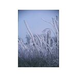 A hedge in the same frost