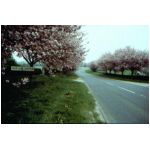 The Cherry blossom coming into Northallerton along the A684 from the A1, I have it as my wallpaper - 100kb