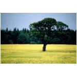 A tree in a field of Yellow Rape